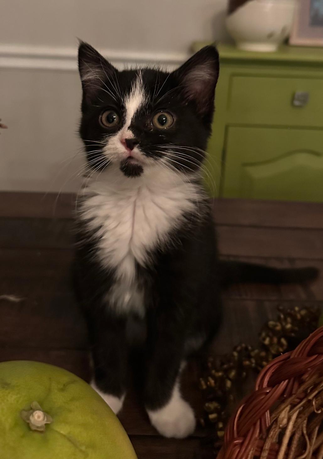 Enlarge Gummi Bear, a Adoptable mixed breed in Mount Prospect, IL image 3/3