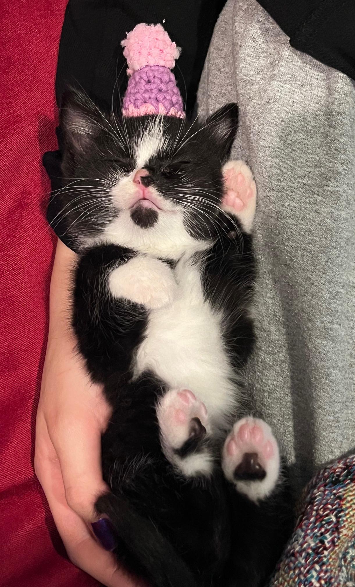 Gummi Bear, Adoptable, Kitten Female Domestic Short Hair.