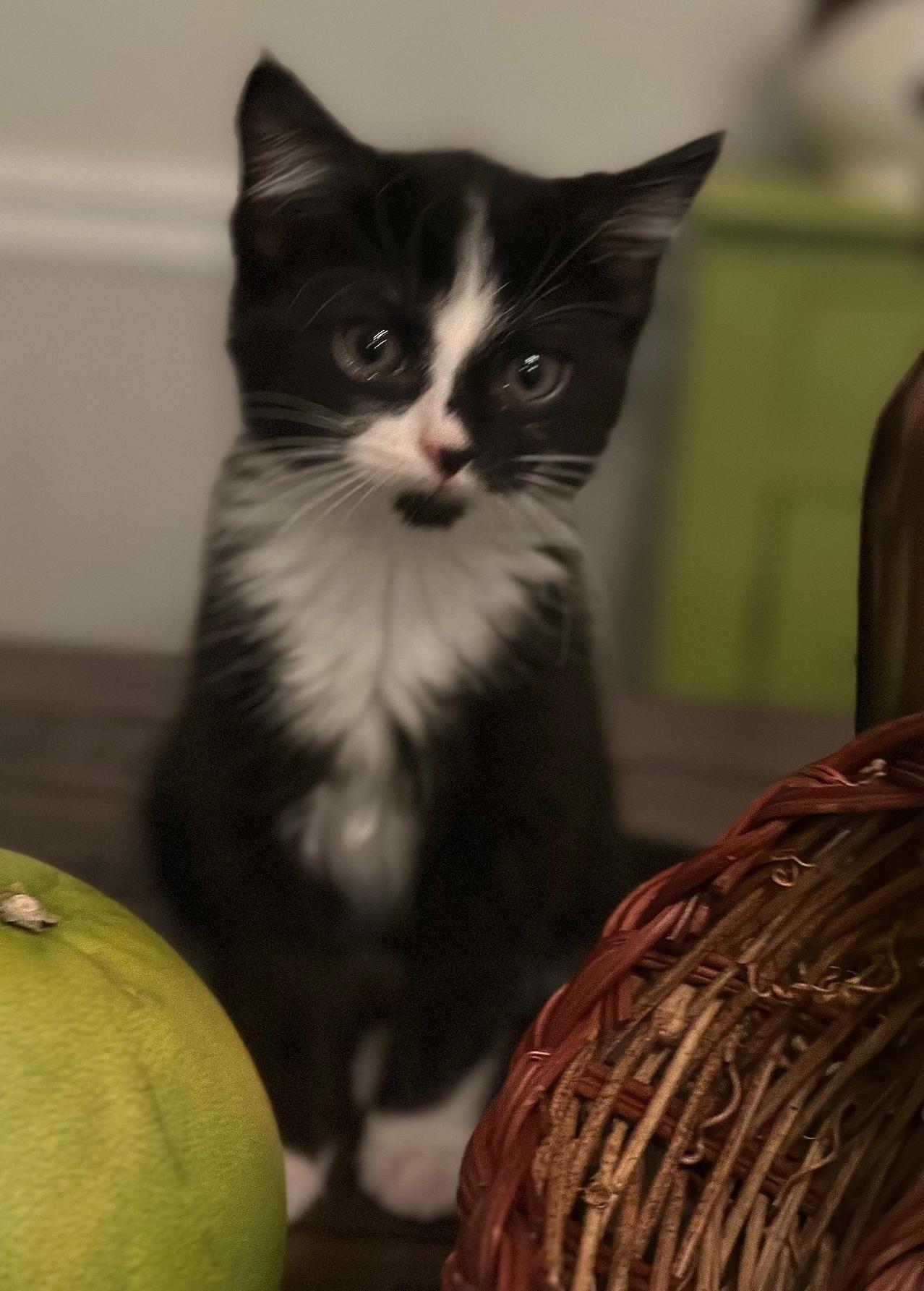 Enlarge Gummi Bear, a Adoptable mixed breed in Mount Prospect, IL image 2/3