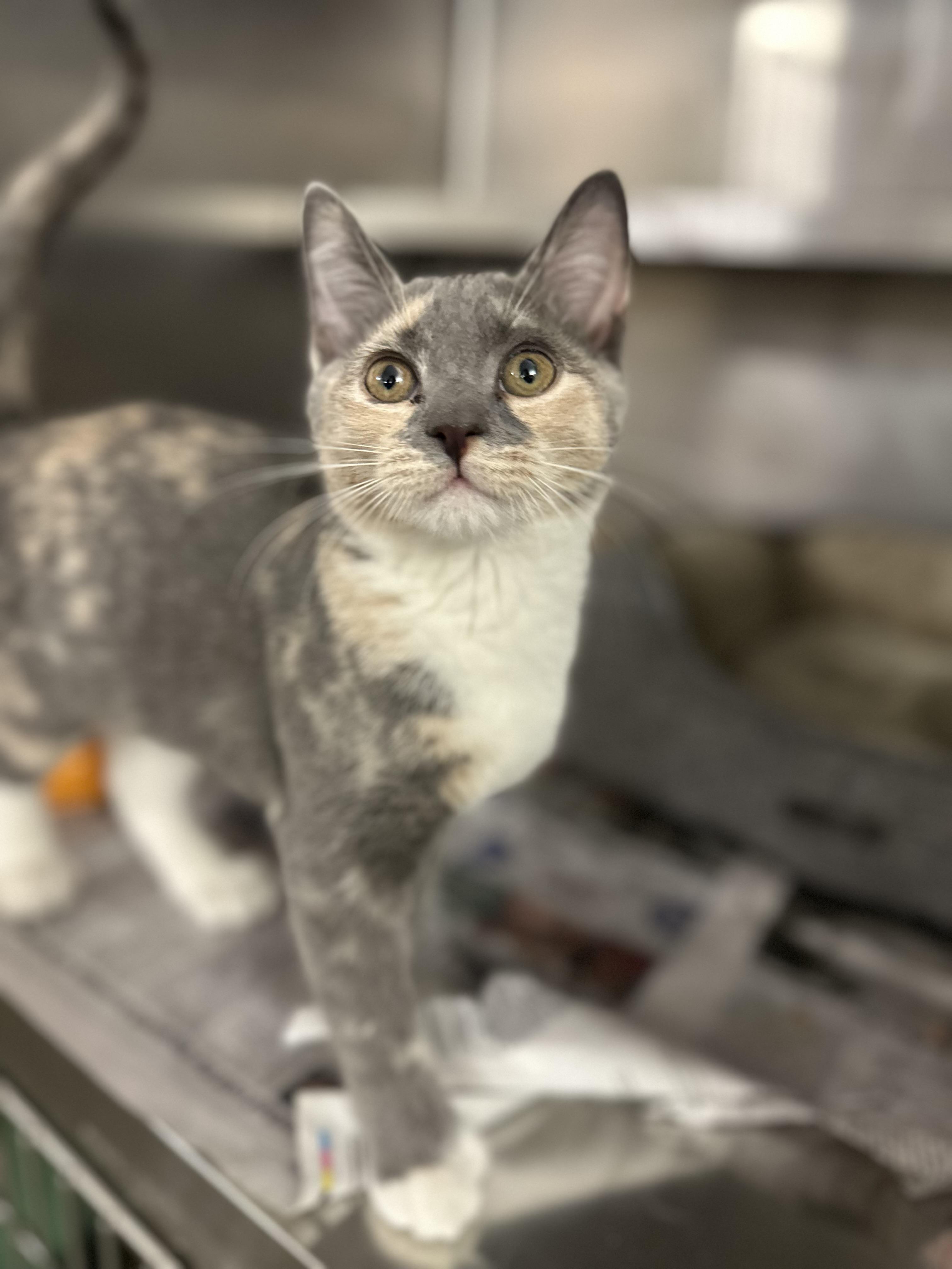 Enlarge Prancer, a ADOPTABLE Domestic Short Hair in West Haven, CT image 1/1