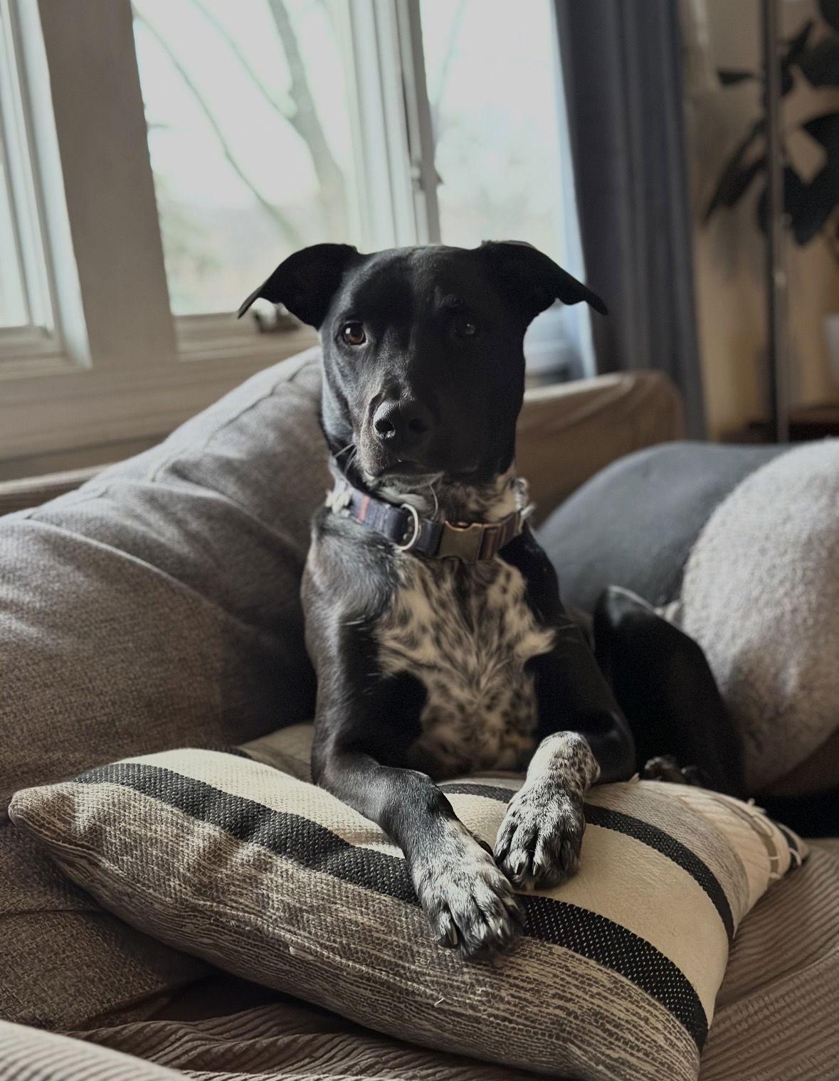 Dewey, Adoptable, Adult Male Labrador Retriever & Pointer.