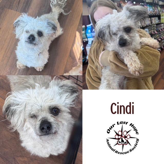 Enlarge Cindi, a Adopted Poodle in Princeton, BC image 1/1