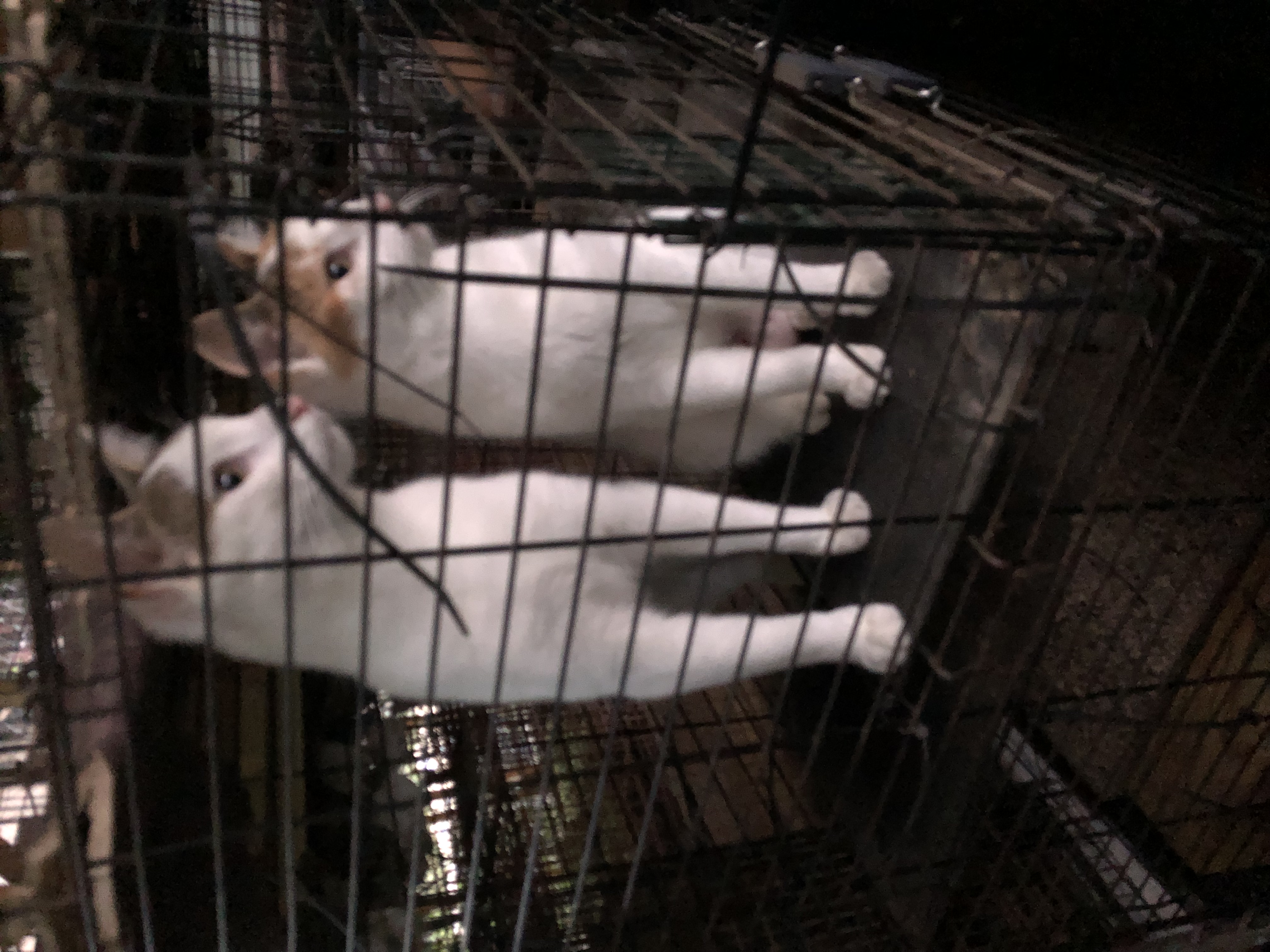 Adam and Eve, Adoptable, Young Male Calico.