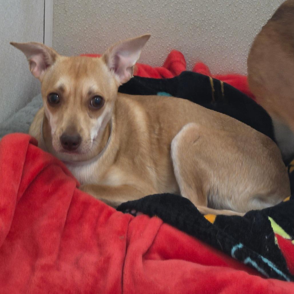 Enlarge MJ - Costa Mesa Location, a Adoptable mixed breed in Chino Hills, CA image 1/6