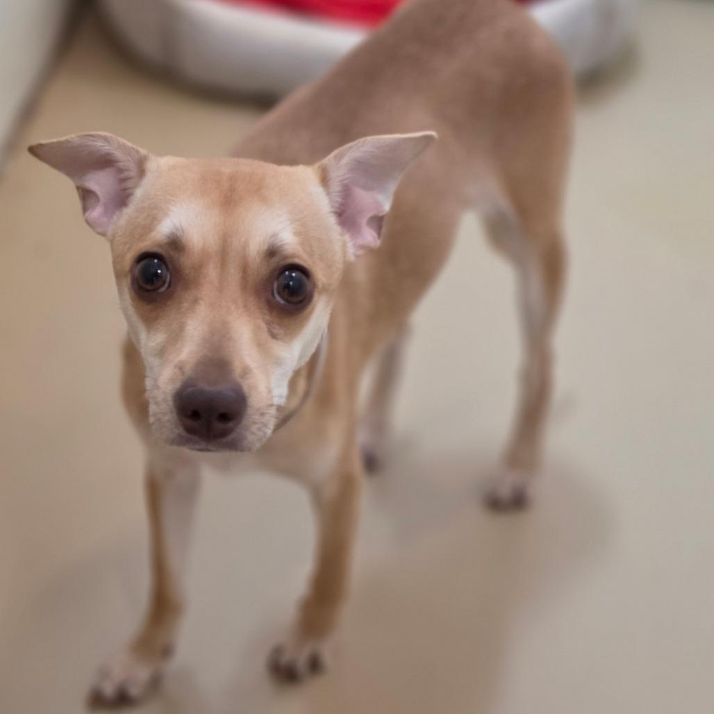 Enlarge MJ - Costa Mesa Location, a Adoptable mixed breed in Chino Hills, CA image 2/6