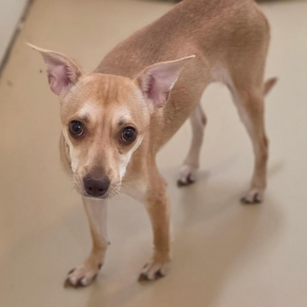 Enlarge MJ - Costa Mesa Location, a Adoptable mixed breed in Chino Hills, CA image 3/6