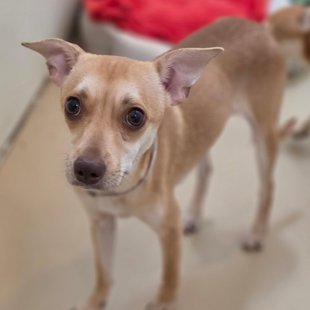 Enlarge MJ - Costa Mesa Location, a Adoptable mixed breed in Chino Hills, CA image 4/6