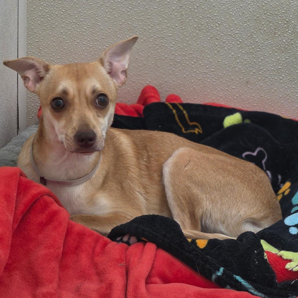 Enlarge MJ - Costa Mesa Location, a Adoptable mixed breed in Chino Hills, CA image 5/6