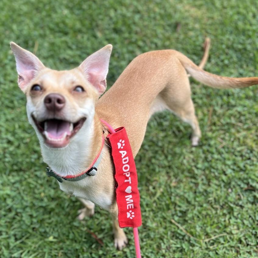 Enlarge MJ - Costa Mesa Location, a Adoptable mixed breed in Chino Hills, CA image 6/6