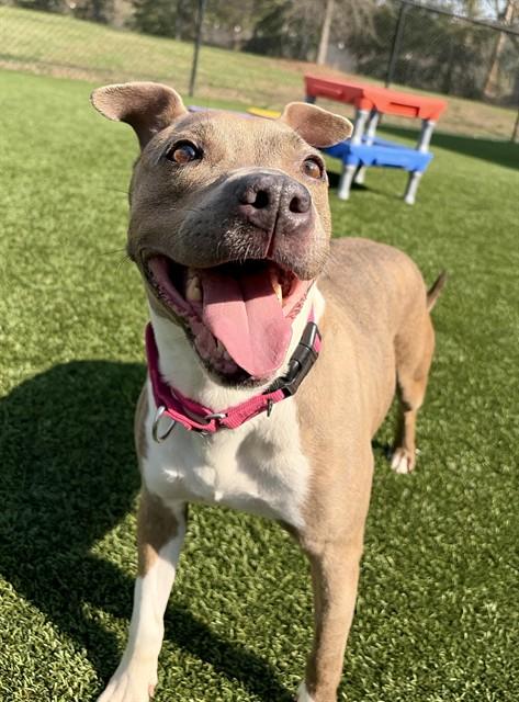 Enlarge MARINA, a Adoptable mixed breed in Statesville, NC image 1/1