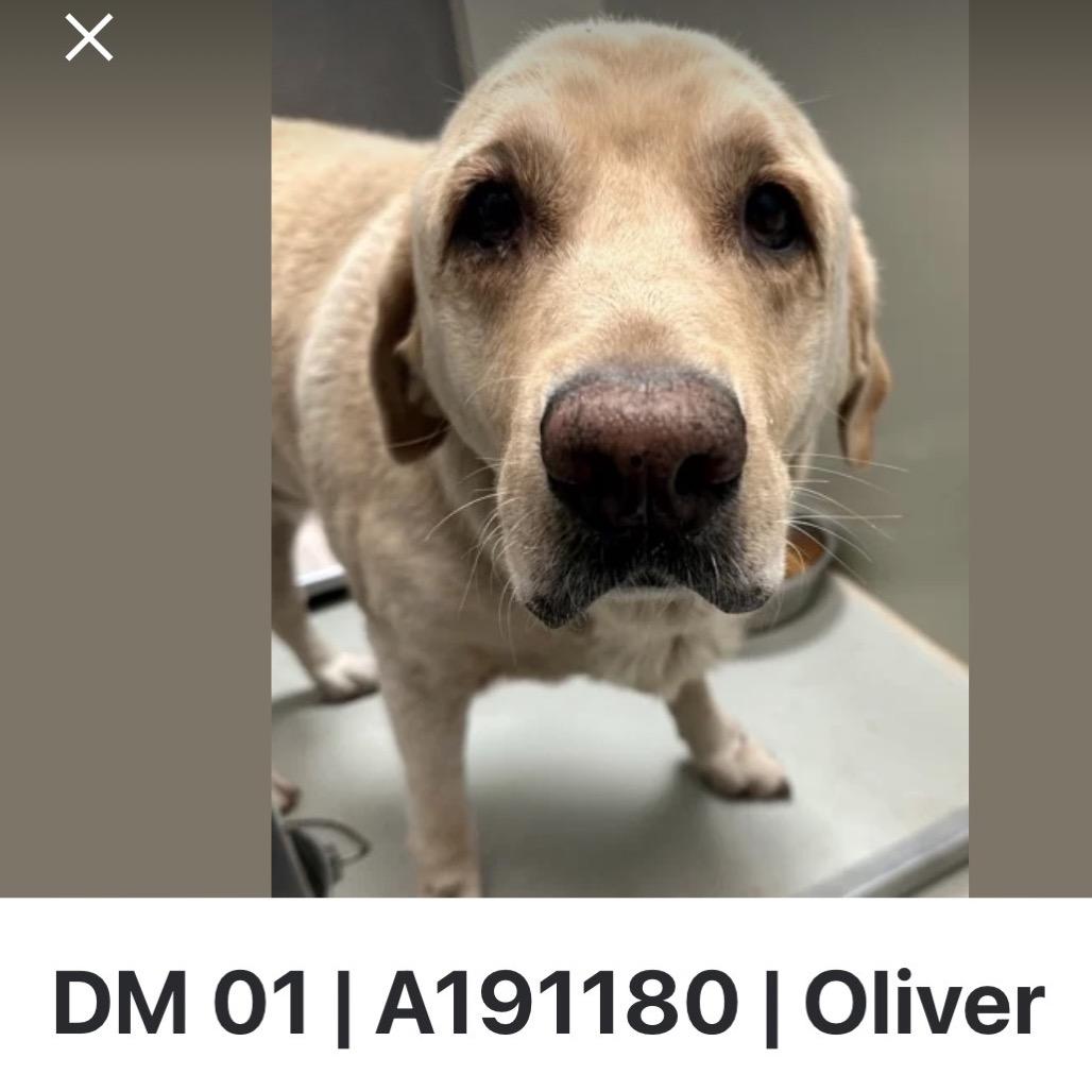 Oliver, Adoptable, Senior Male Yellow Labrador Retriever.