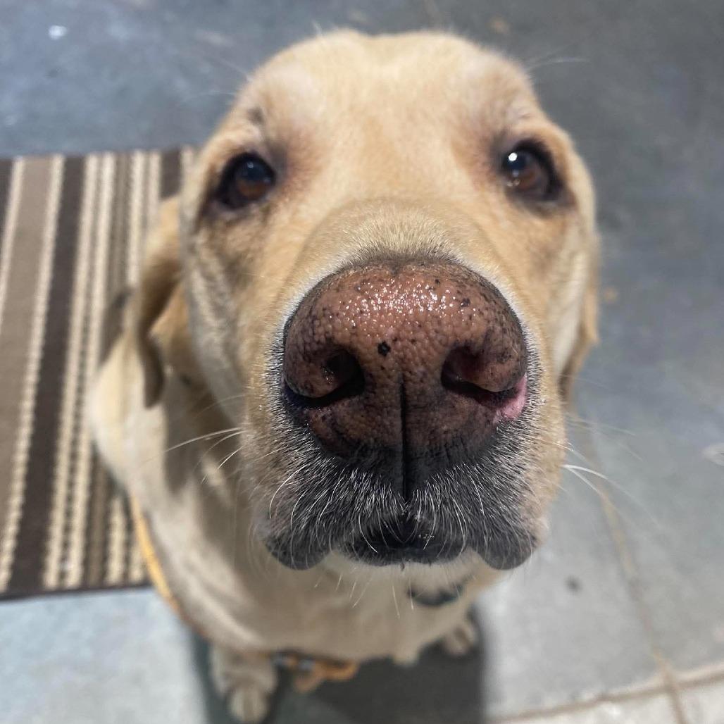 Enlarge Oliver, a Adoptable Yellow Labrador Retriever in Spring Hill, KS image 2/6