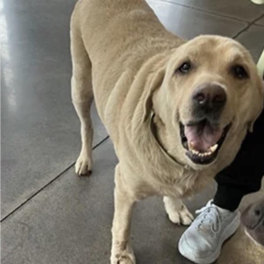 Enlarge Oliver, a Adoptable Yellow Labrador Retriever in Spring Hill, KS image 3/6