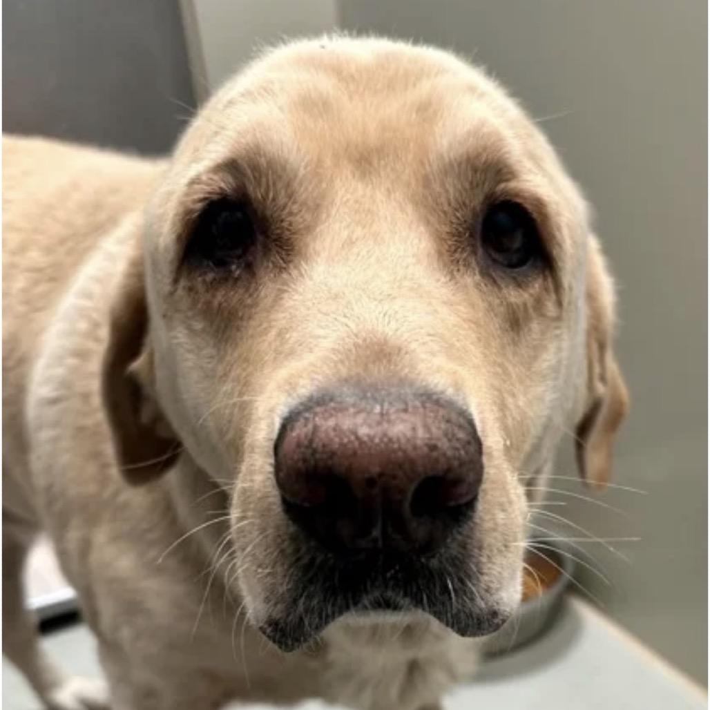 Enlarge Oliver, a Adoptable Yellow Labrador Retriever in Spring Hill, KS image 4/6