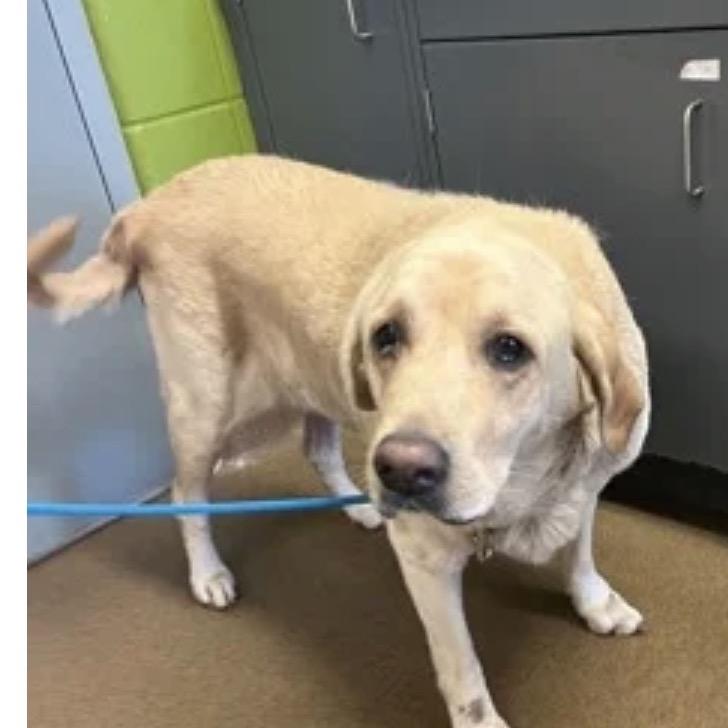 Enlarge Oliver, a Adoptable Yellow Labrador Retriever in Spring Hill, KS image 5/6