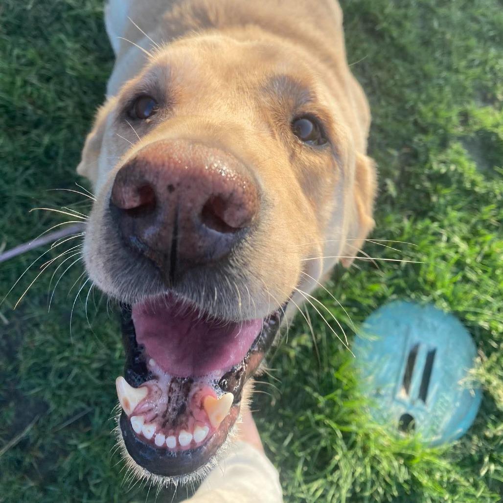 Enlarge Oliver, a Adoptable Yellow Labrador Retriever in Spring Hill, KS image 6/6