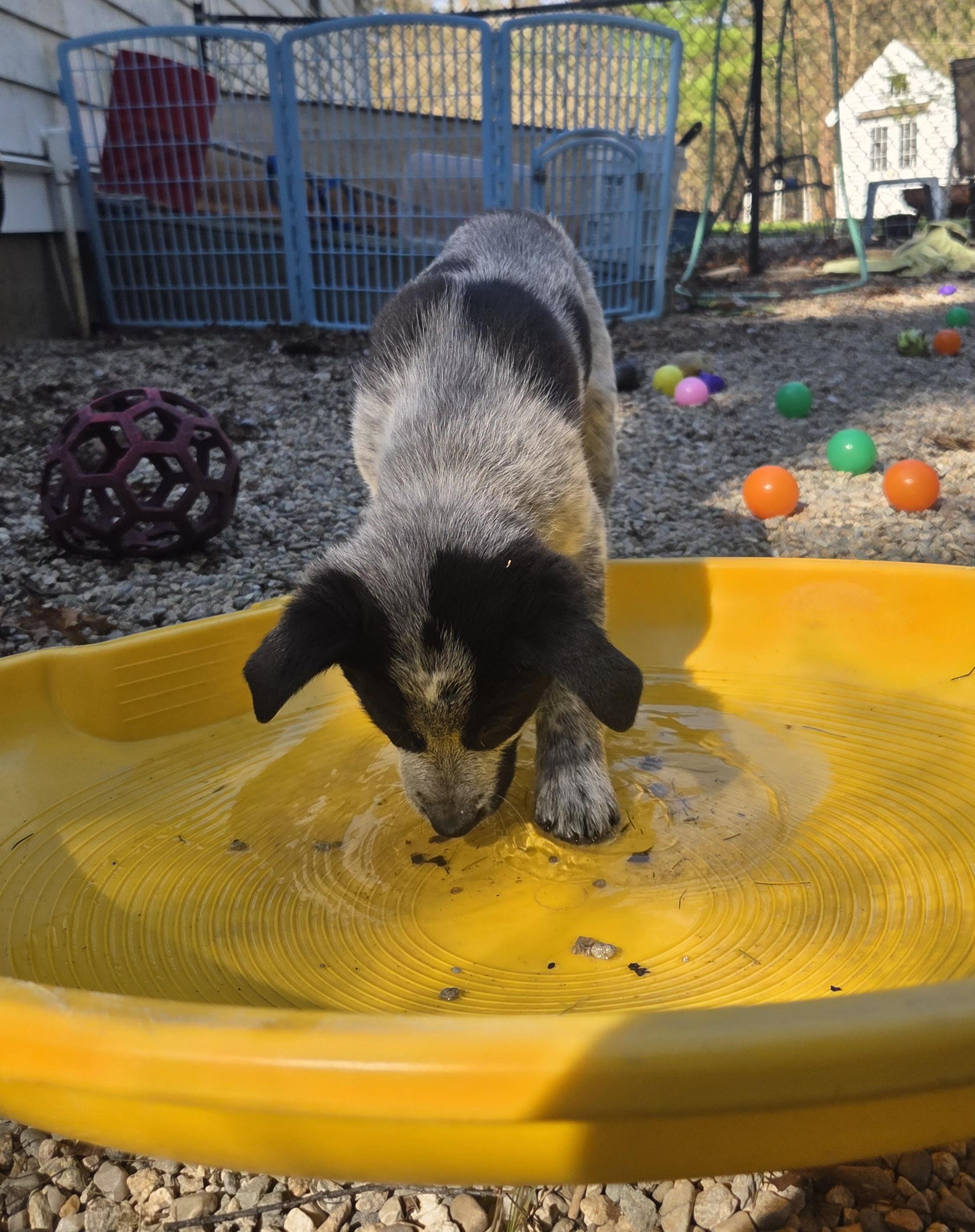 Enlarge Frodo, a ADOPTABLE Australian Cattle Dog / Blue Heeler in Pembroke, MA image 5/5