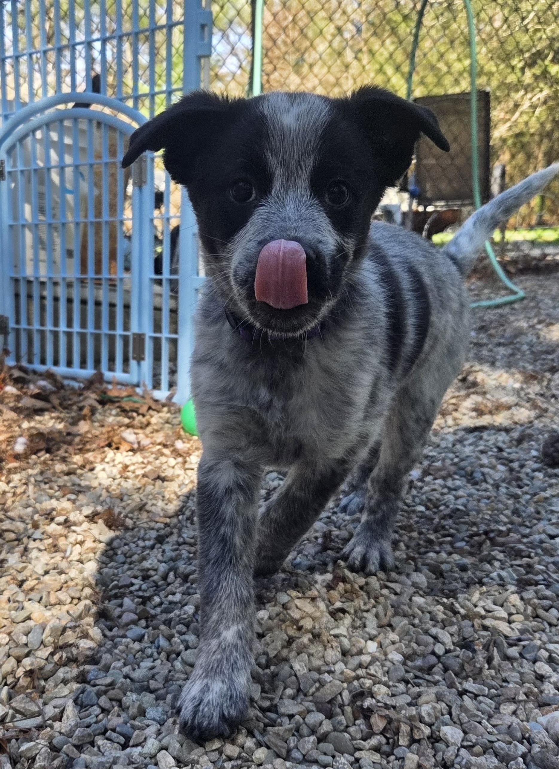 Enlarge Frodo, a ADOPTABLE Australian Cattle Dog / Blue Heeler in Pembroke, MA image 4/5