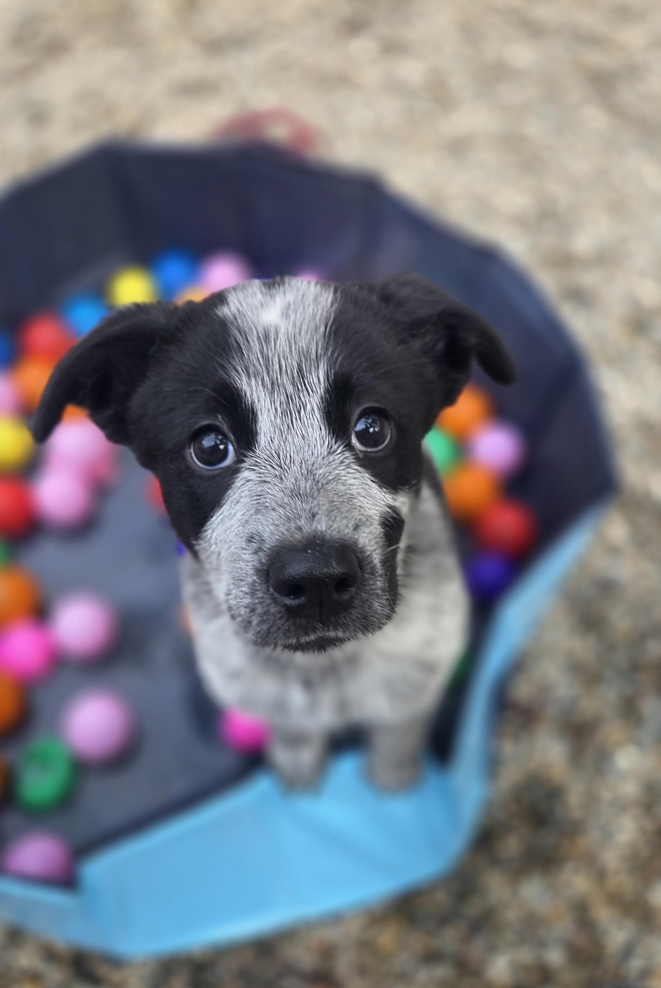 Enlarge Frodo, a ADOPTABLE Australian Cattle Dog / Blue Heeler in Pembroke, MA image 2/5