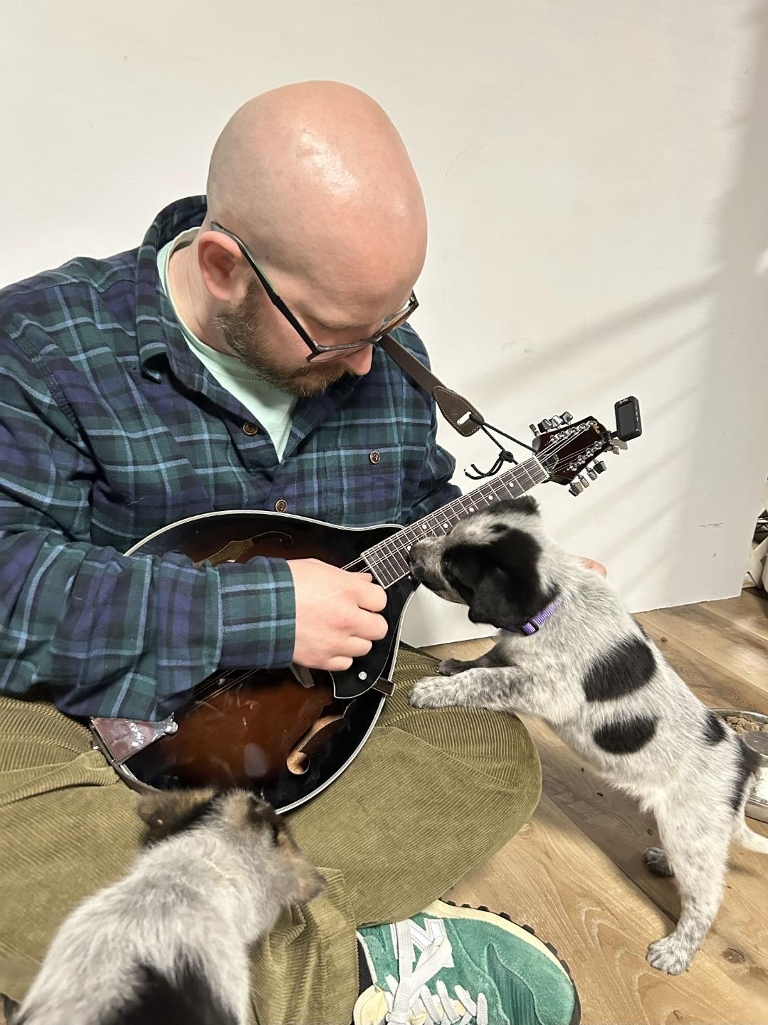 Enlarge Frodo, a ADOPTABLE Australian Cattle Dog / Blue Heeler in Pembroke, MA image 3/5