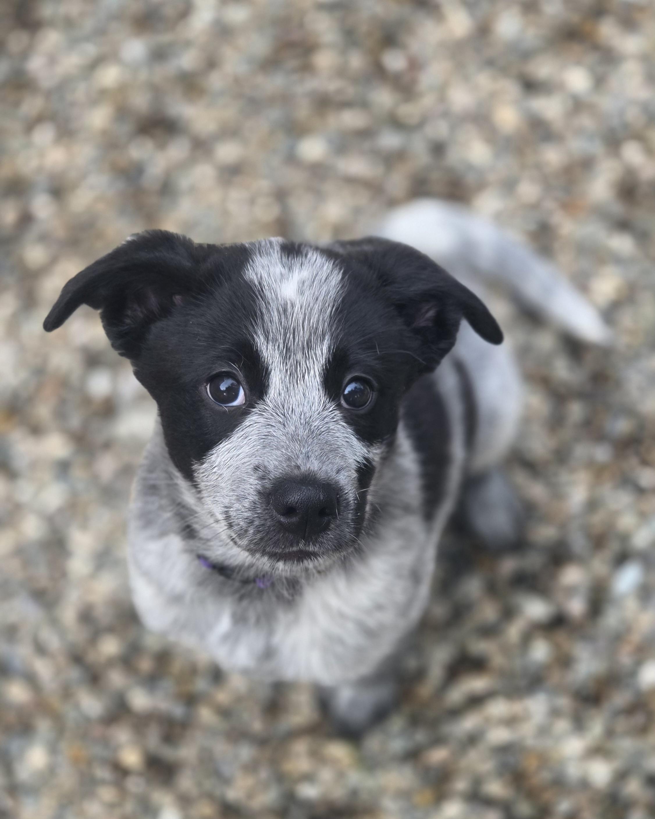 Enlarge Frodo, a ADOPTABLE Australian Cattle Dog / Blue Heeler in Pembroke, MA image 1/5