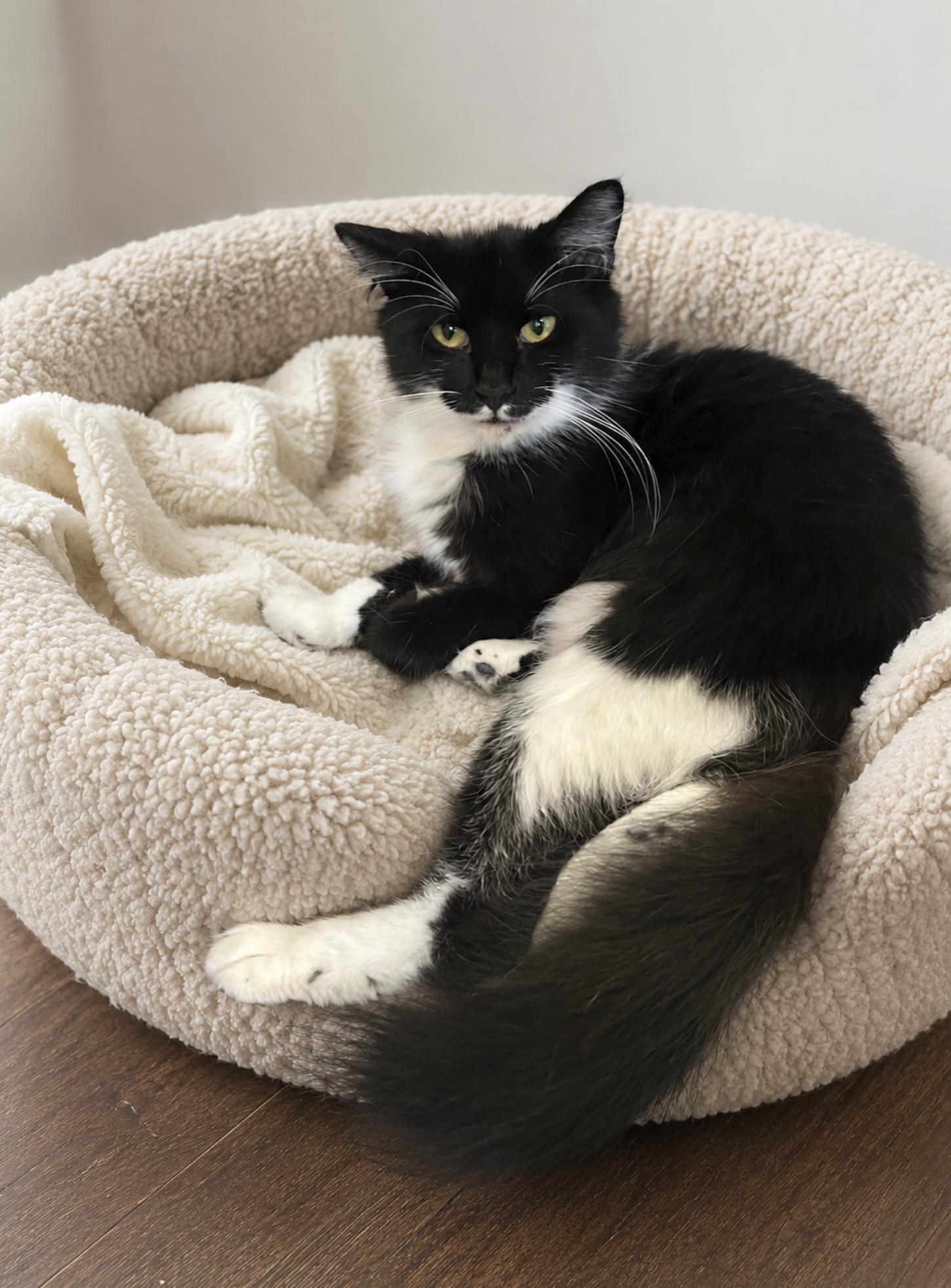 Zane, adoptable, Young Male Domestic Long Hair.