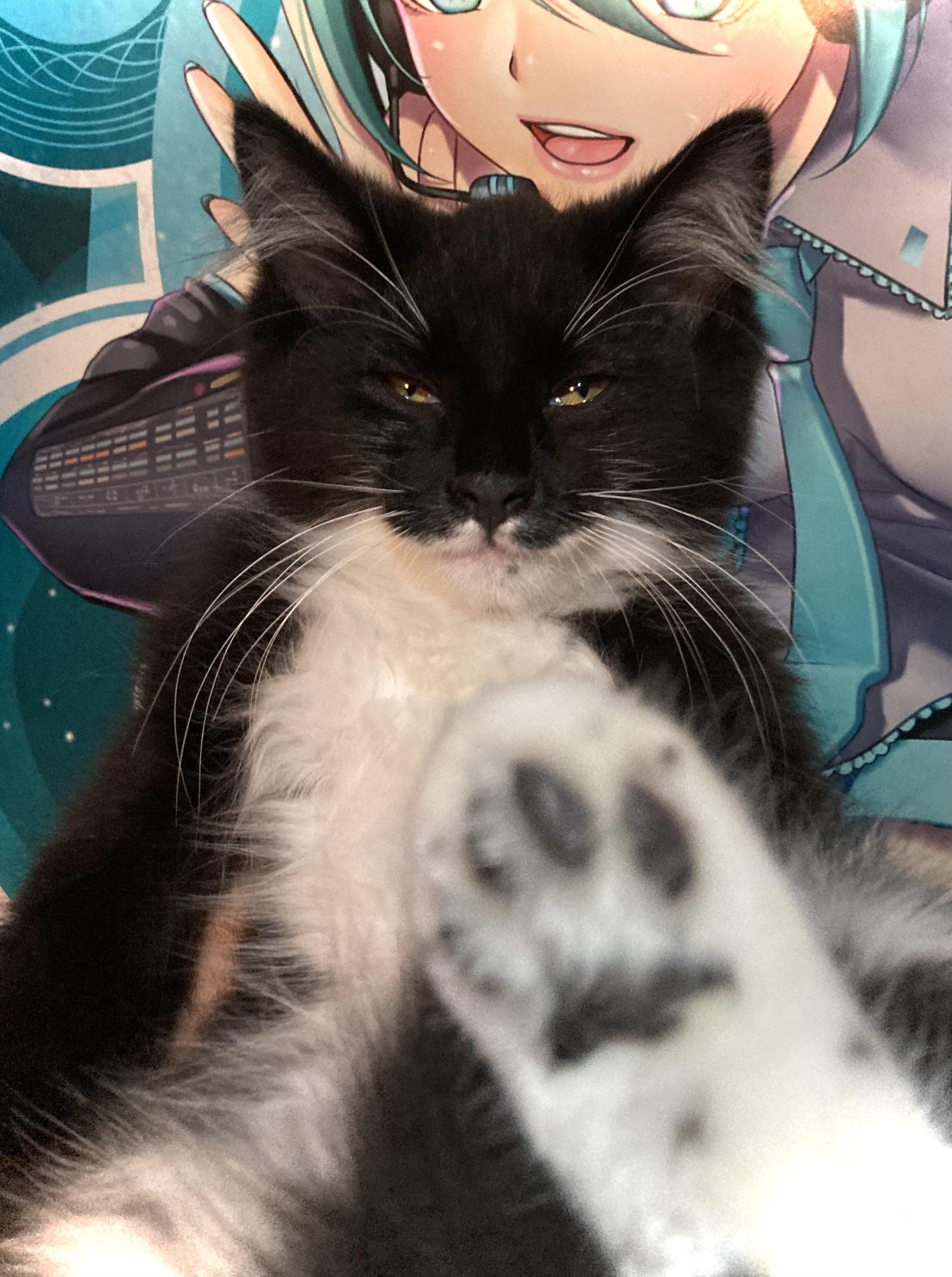 Zane, an adoptable Domestic Long Hair in Buena Park, CA image 2/2