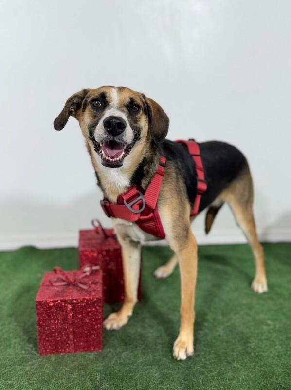 Enlarge Camila, a Adoptable mixed breed in Placerville, CA image 1/1