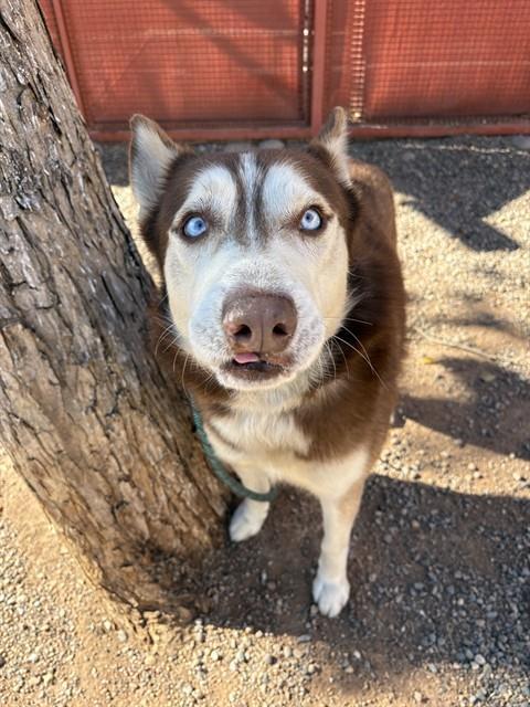 MYERS, Adoptable, Adult Male Siberian Husky.