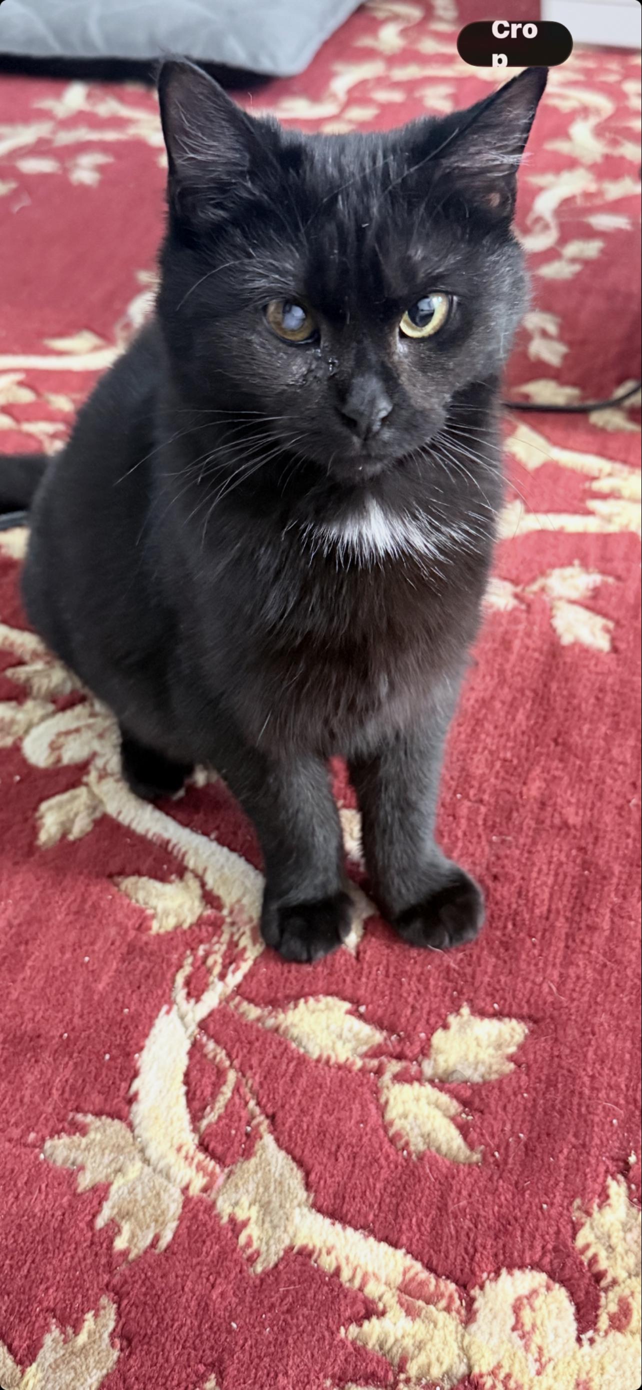 Inky, a ADOPTABLE Domestic Short Hair in New York, NY image 2/3