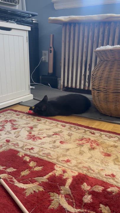 Enlarge Inky, a ADOPTABLE Domestic Short Hair in New York, NY video 3/3