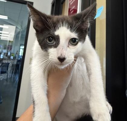 Elm, ADOPTABLE, Kitten Male Domestic Short Hair.