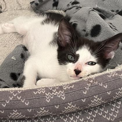 Enlarge Elm, a ADOPTABLE Domestic Short Hair in Dubuque, IA image 3/3