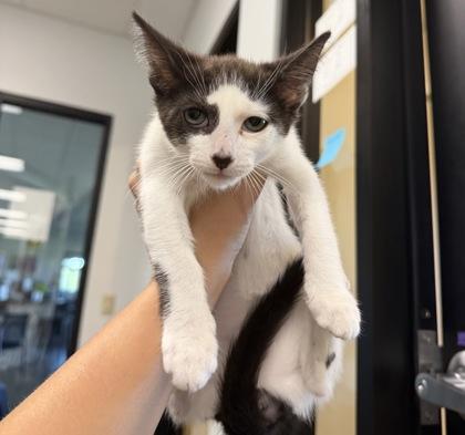 Enlarge Elm, a ADOPTABLE Domestic Short Hair in Dubuque, IA image 2/3