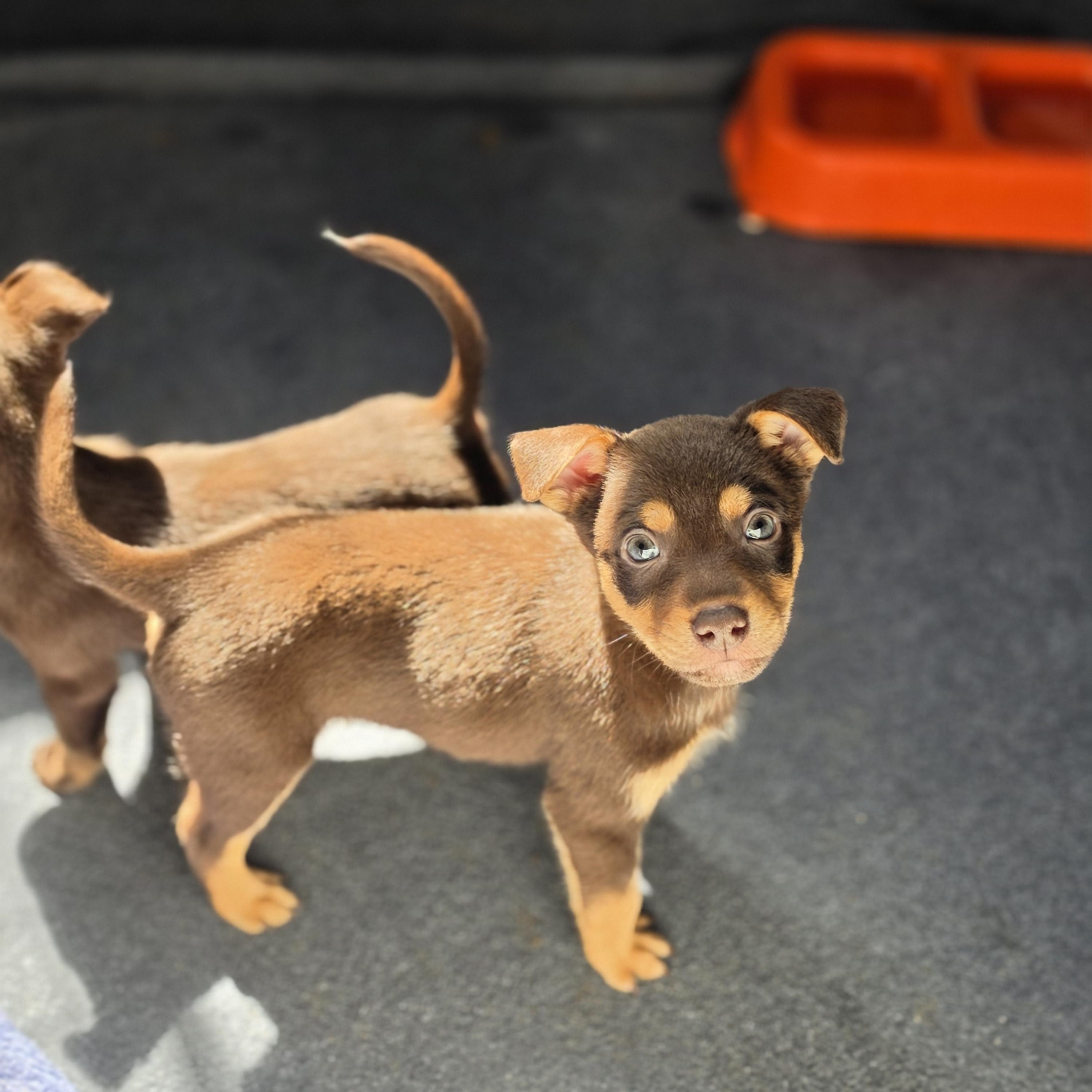 Enlarge Barron , a Adoptable mixed breed in Blairstown, NJ image 3/6