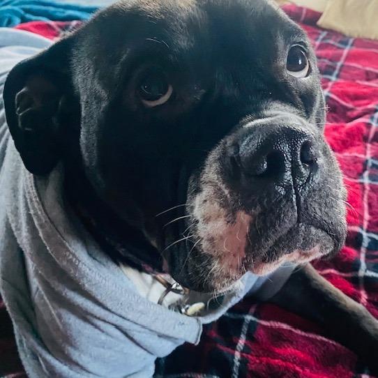 Violet *courtesy post*, Adoptable, Adult Female Mixed Breed.