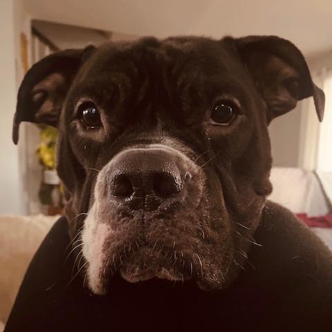 Enlarge Violet *courtesy post*, a Adoptable Mixed Breed in Philadelphia, PA image 3/4