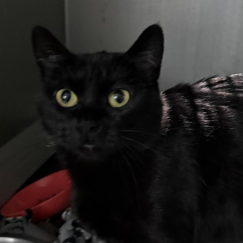 Enlarge GRACIE, a ADOPTABLE Domestic Short Hair in Gresham, WI image 1/1