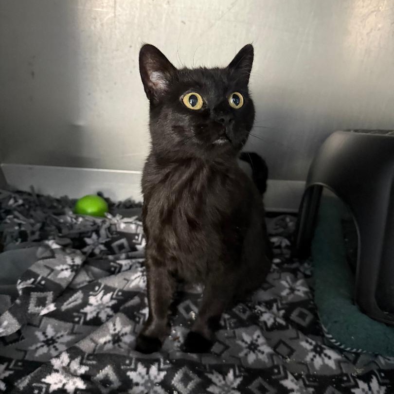 GRACIE, ADOPTABLE, Adult Female Domestic Short Hair.