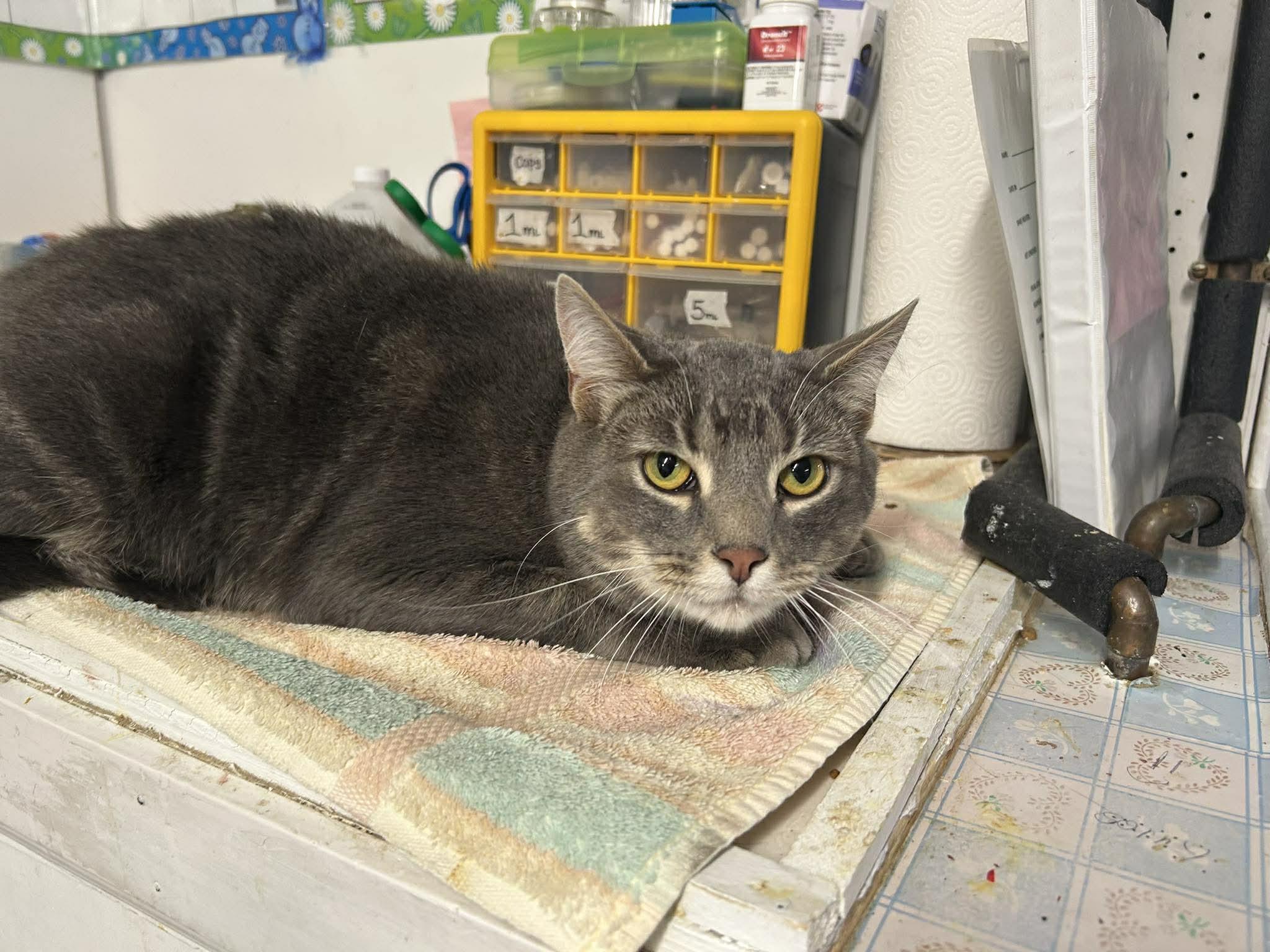 Armada, ADOPTABLE, Adult Male Domestic Short Hair.