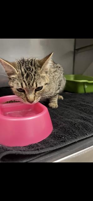 Enlarge POINSETTIA, a Adoptable Domestic Short Hair in Killeen, TX image 1/1