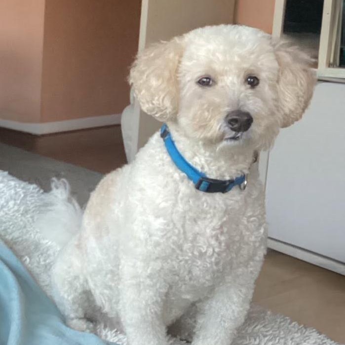 TEDDY- Needs a foster/forever home, adopted, Senior Male Goldendoodle.