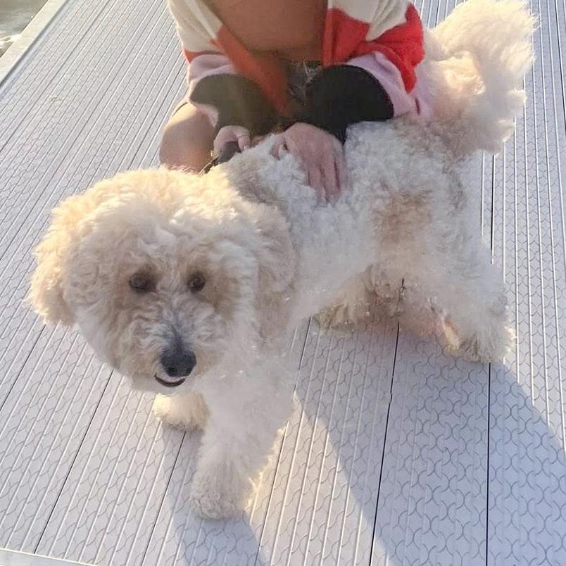 Enlarge TEDDY- Needs a foster/forever home, an adopted mixed breed in Birmingham, MI image 2/4
