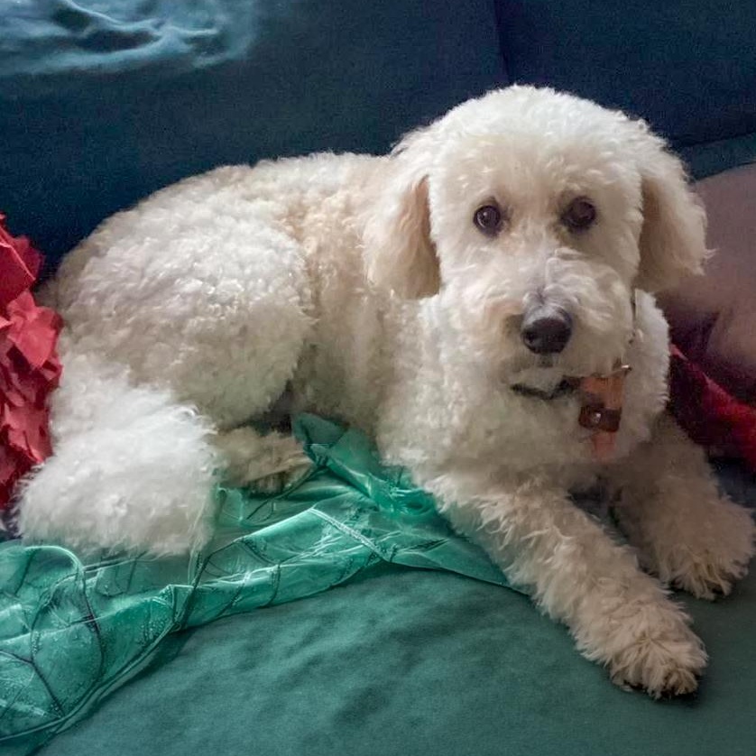 Enlarge TEDDY- Needs a foster/forever home, an adopted mixed breed in Birmingham, MI image 4/4