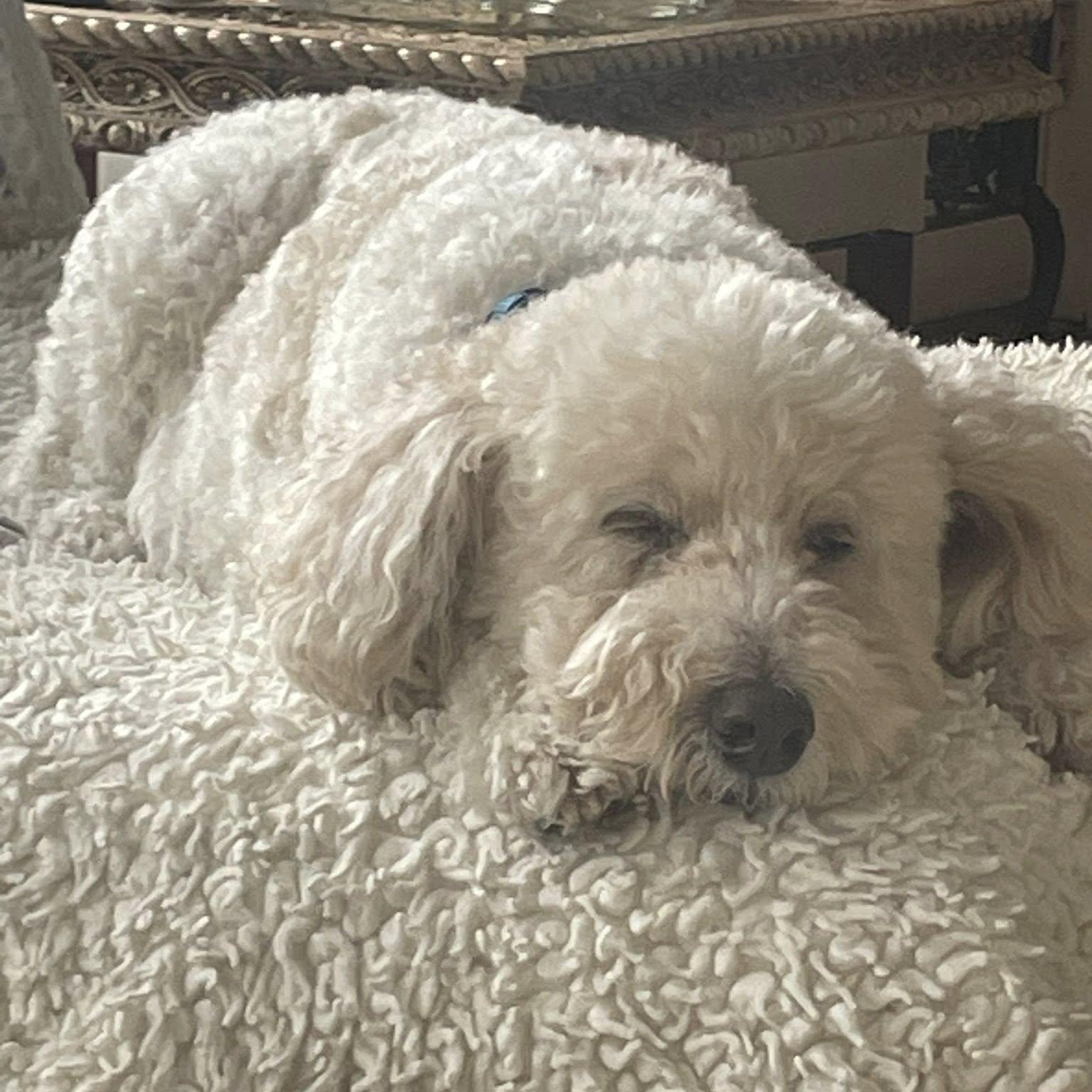 Enlarge TEDDY- Needs a foster/forever home, an adopted mixed breed in Birmingham, MI image 3/4