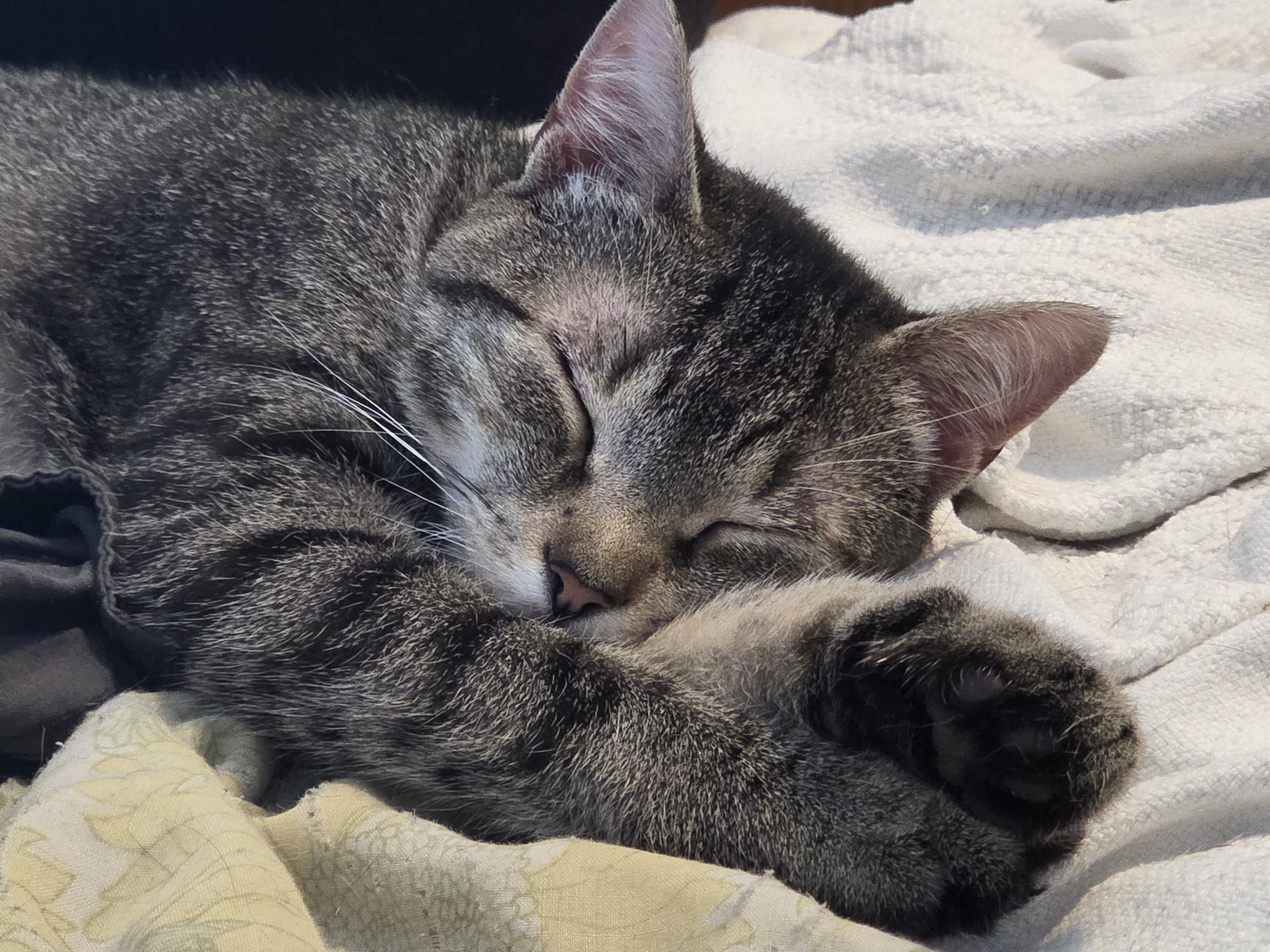 Heidi, ADOPTABLE, Young Female Tabby.