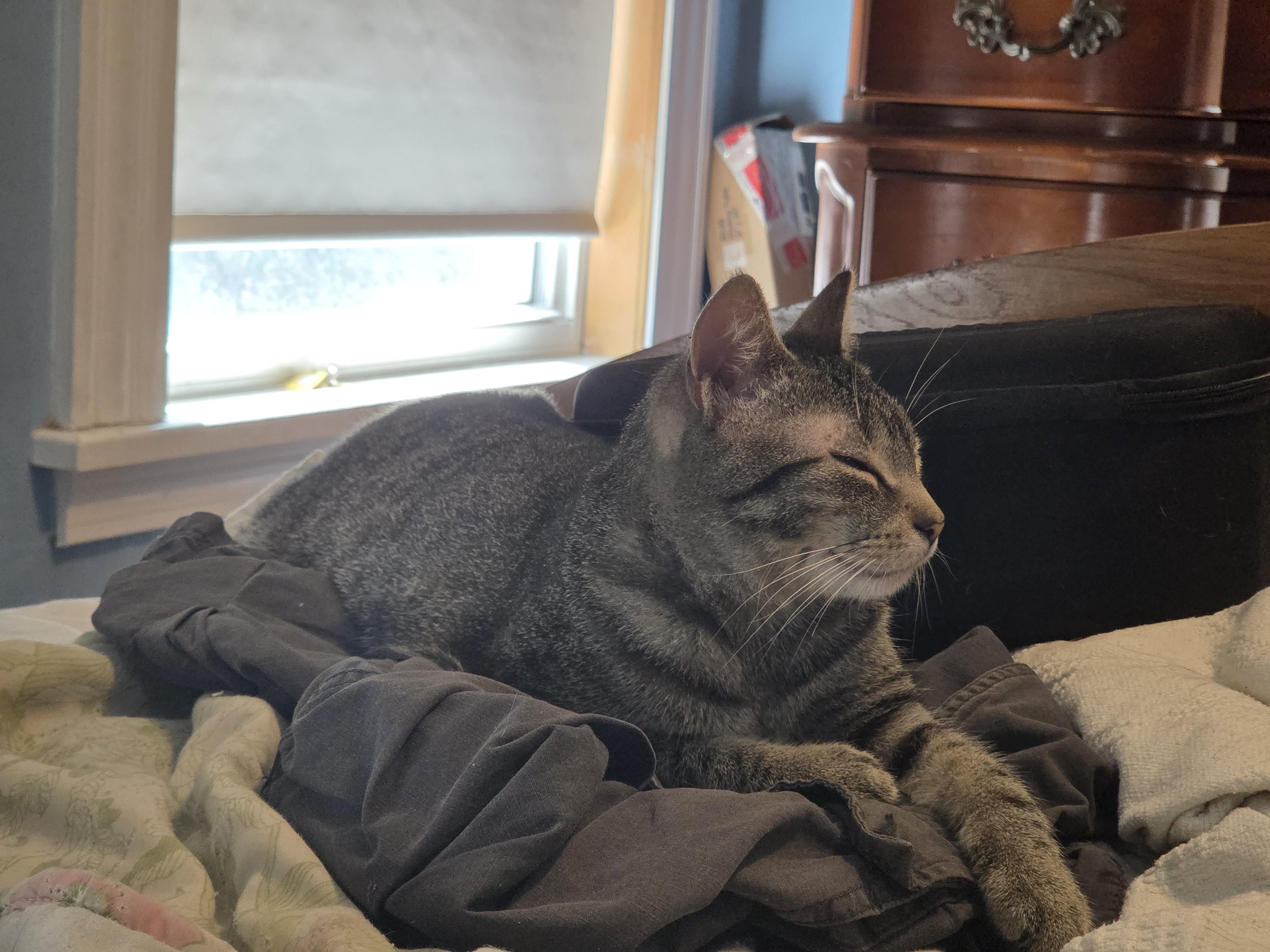 Enlarge Heidi, a ADOPTABLE Tabby in Melrose, MA image 2/3