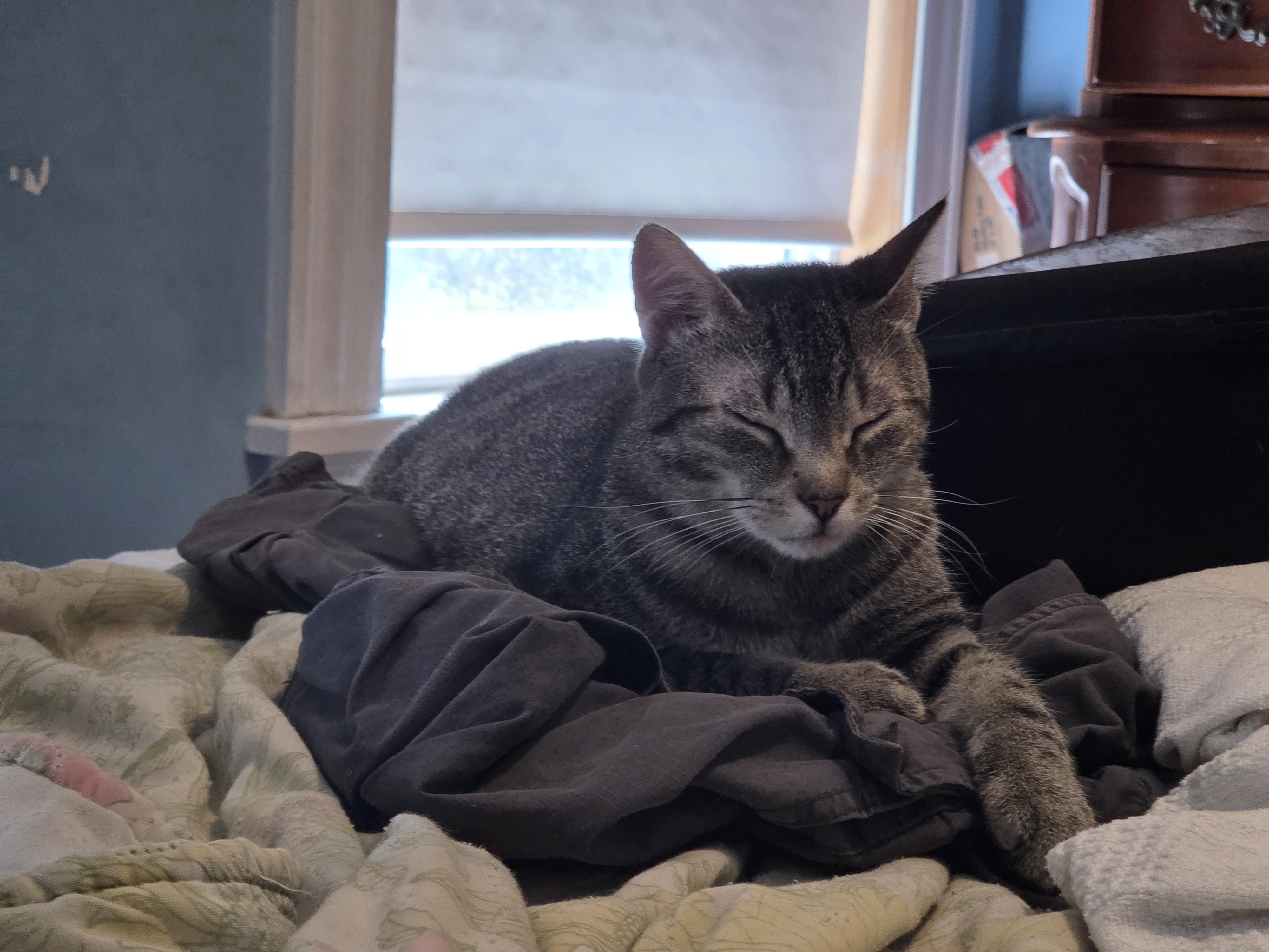 Enlarge Heidi, a ADOPTABLE Tabby in Melrose, MA image 3/3