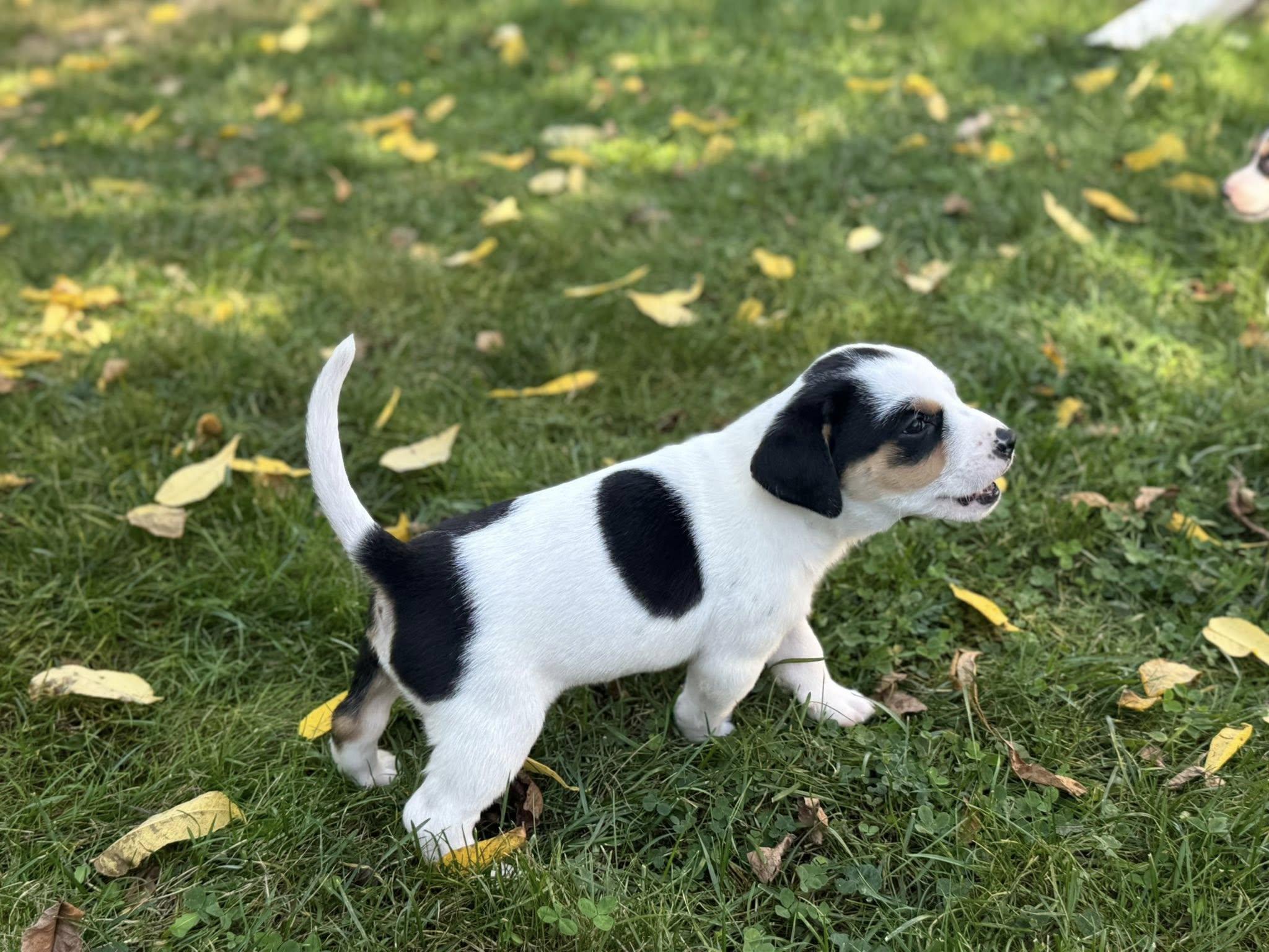 Billy