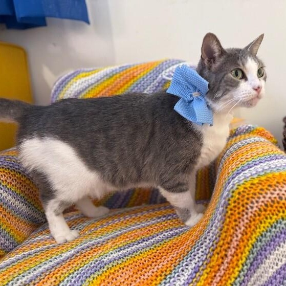 Bean Sprout — thumbnail 4